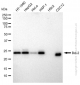 KD-Validated Anti-Bcl-2 Rabbit Monoclonal Antibody